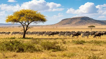 On the vast african savanna a herd of zebras is grazing besi
